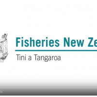 The definitive word on the leaked fisheries reports from MPI