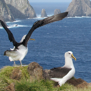 home-seagulls