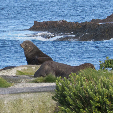 home_sealions