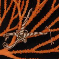 BPAs and MPAs – Is There a Difference?