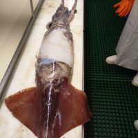 Rare Red Squid
